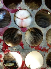 High angle view of fruits