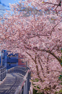 Cherry blossoms in spring