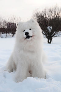 View of dog on snow field