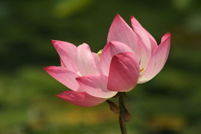 Close-up of pink lotus flower
