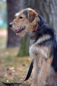 Close-up of dog looking away