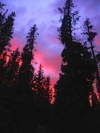 Silhouette of trees at sunset