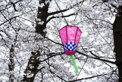 Low angle view of pink flower tree against sky