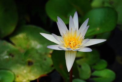 Close-up of water lily blooming outdoors