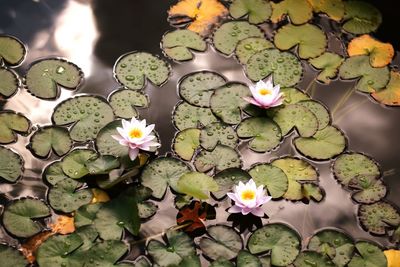 Lotus water lily in pond