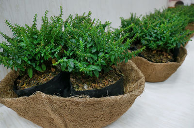 High angle view of potted plants