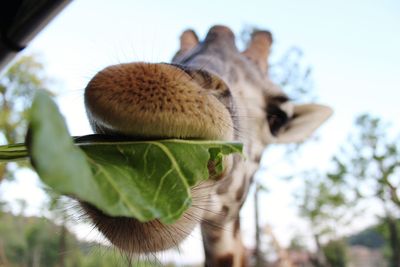 Low angle view of giraffe eating plant