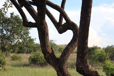 Trees growing on landscape