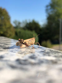 Close-up of insect on leaf