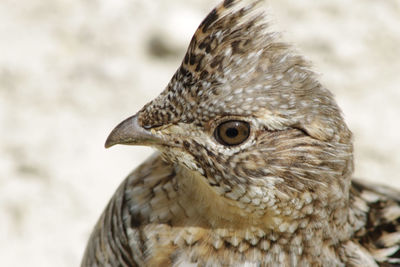 Close-up of a bird