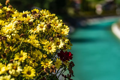 flowering plant