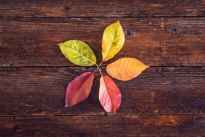 Directly above shot of leaves arranged on wooden table