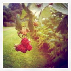 Close-up of red berries on tree