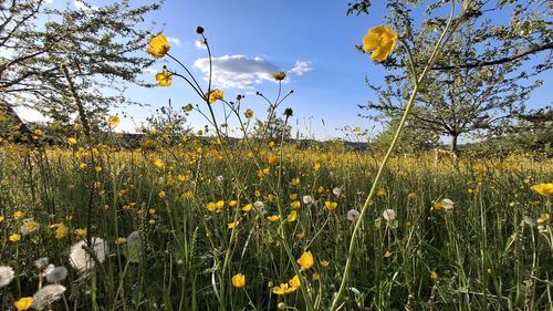 Close-up of yellow flowering plants on field