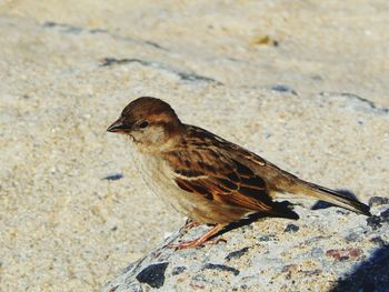 Close-up of bird perching on ground