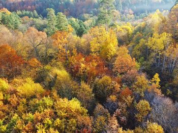 High angle view of trees in forest during autumn