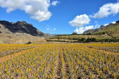 Scenic view of agricultural field against sky