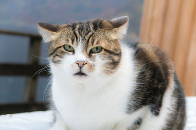  fat striped cat looking at the camera