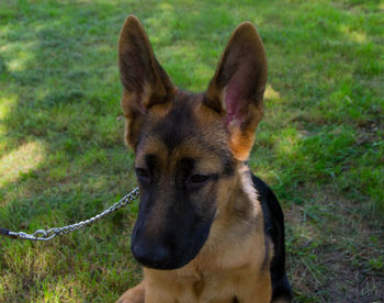 Close-up of a dog on field