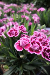 Close-up of pink flowering plants