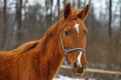 Horse standing in ranch