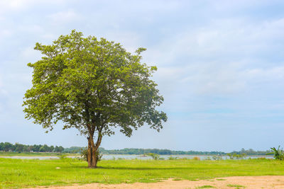 Tree on field against sky