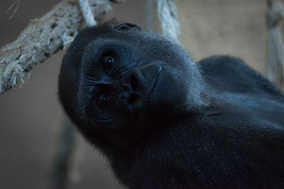 Close-up portrait of monkey