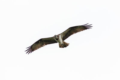 Low angle view of eagle flying against clear sky