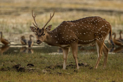 Deer standing in a field