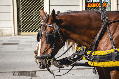 Horse cart on street