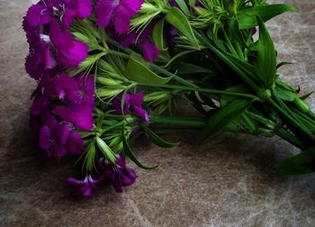 High angle view of purple flowers