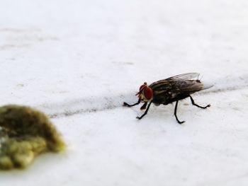 Close-up of fly on leaf