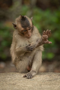 Baby long-tailed macaque grooming leg on wall