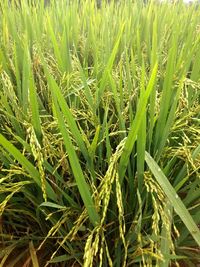 Full frame shot of crops growing on field