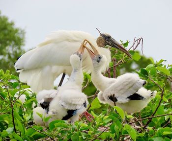 Wood stork family tree