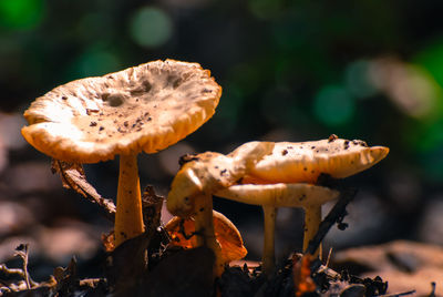 Close-up of mushroom growing on land