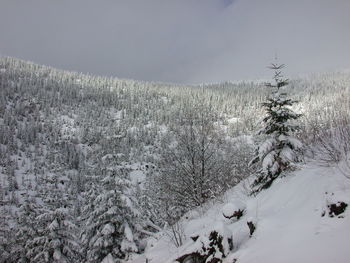 Snow covered land and trees against sky