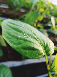 Close-up of fresh green leaves