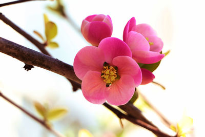 Close-up of pink flowers blooming against sky