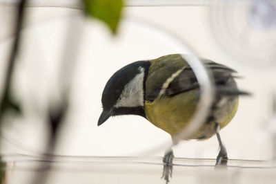 Close-up of bird perching