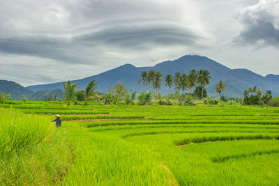 View of green rice fields with farmers working in bengkulu, indonesia