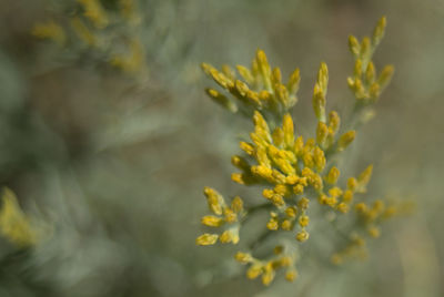 Close-up of yellow flowering plant