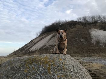 Portrait of dog standing on rock against sky