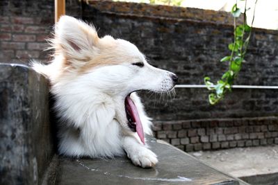 Close-up of dog on footpath