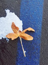 High angle view of maple leaves on wall