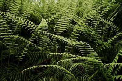 Full frame shot of fern leaves