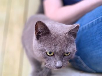 Close-up of cat looking up