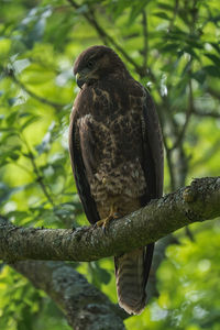 Close-up of falcon perching on branch