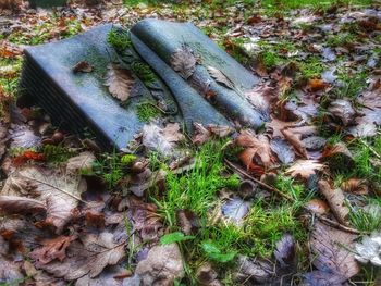 High angle view of lizard on field