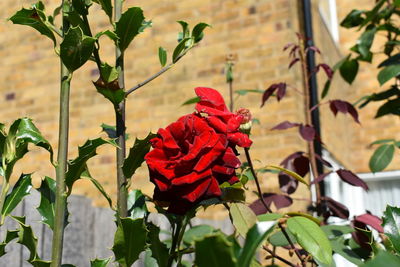 Close-up of red rose plant